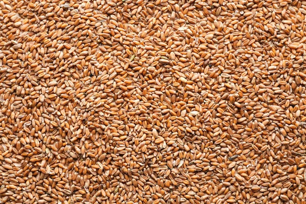 Ripe cereal grains — Stock Photo, Image