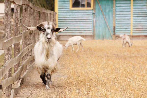 Koza z dużymi rogami w zoo kontaktowe — Zdjęcie stockowe