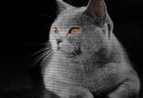 Γάτα μέσα από την οθόνη του παραθύρου — Φωτογραφία Αρχείου