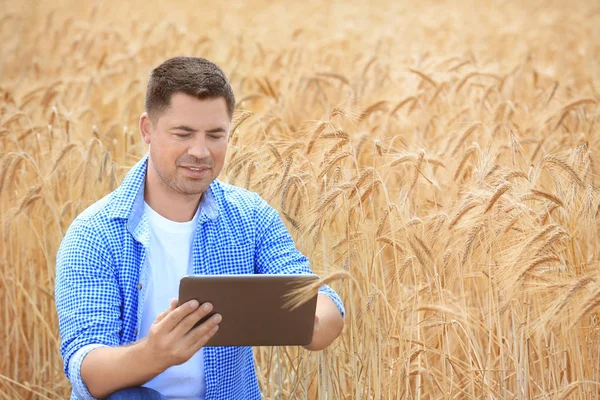 Agrónomo usando tableta en campo de trigo — Foto de Stock