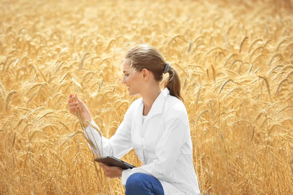 A tabletta a búzamező fiatal agronómus — Stock Fotó