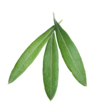 Zeytin yaprağı, üzerinde beyaz izole