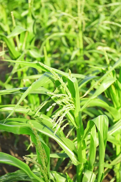 Kukorica növekszik a kertben — Stock Fotó