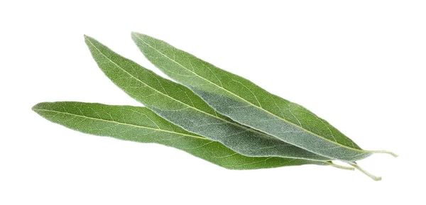 Folhas de oliveira, isoladas a branco — Fotografia de Stock