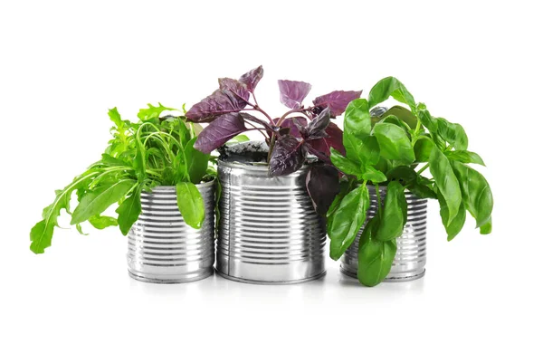 Young plants in tin cans isolated on white. Recycling garbage concept — Stock Photo, Image