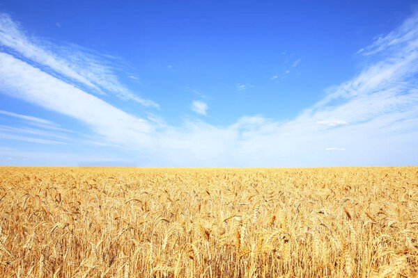 wheat field  at sunny day 