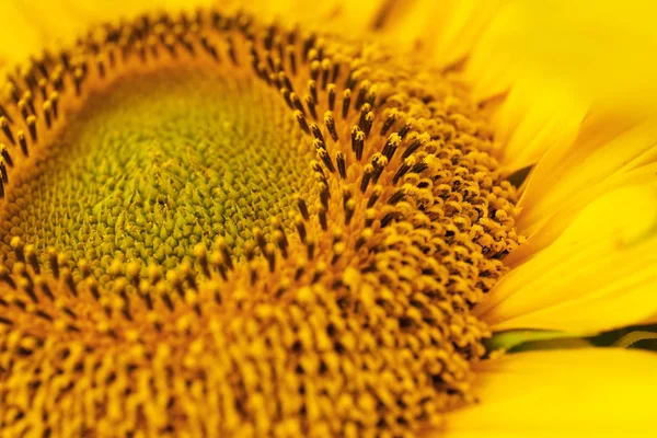 Яскраво-жовтий соняшник, крупним планом — стокове фото