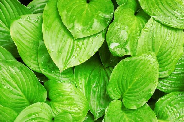Folhas verdes, close-up — Fotografia de Stock