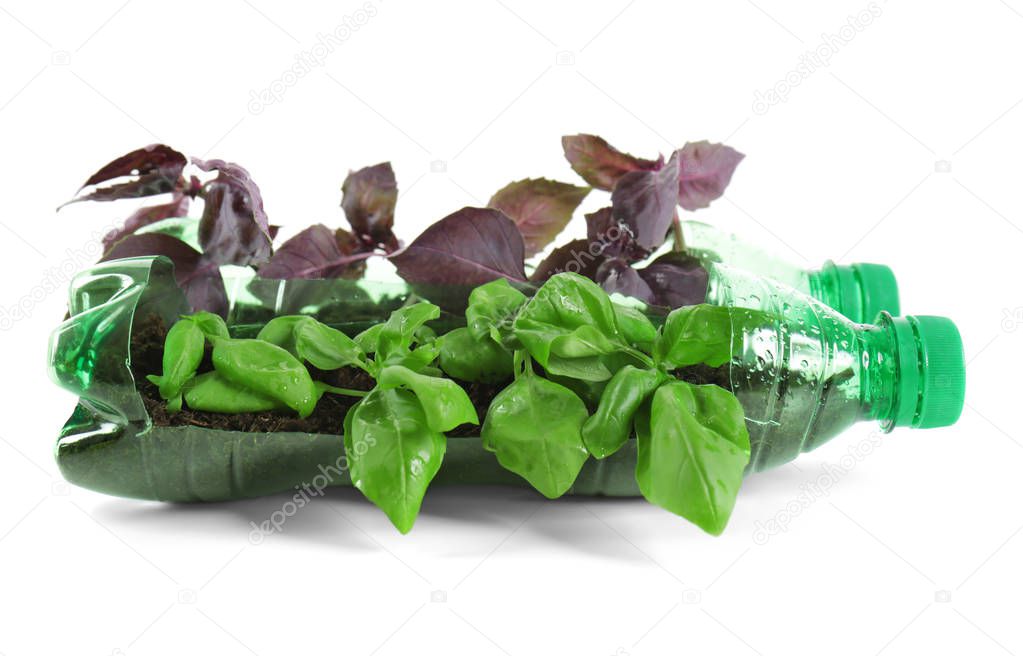 Young basil growing in plastic bottles isolated on white. Recycling garbage concept