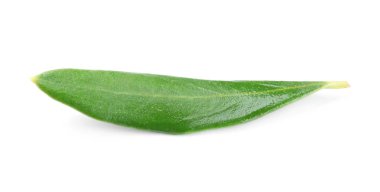 Yeşil Zeytin yaprağı