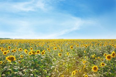 güzel ayçiçeği alan