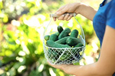 Taze salatalık sepetle tutan genç kadın 