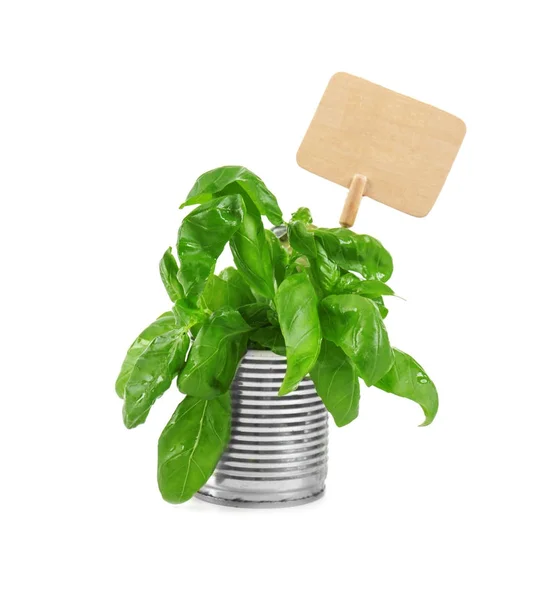 Young green basil with nameplate in tin can isolated on white. Recycling garbage concept — Stock Photo, Image