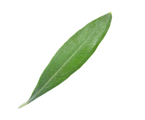 Green olive leaf — Stock Photo, Image