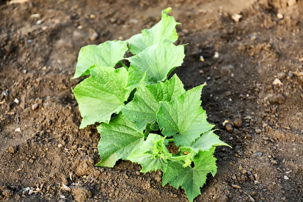 Gurken wachsen im Garten — Stockfoto