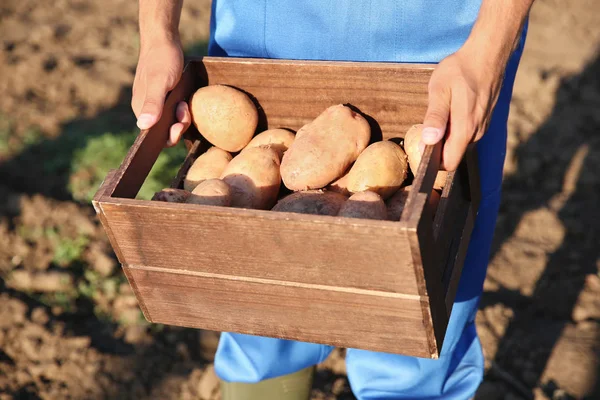 Farmer holding wooden box with potatoes — Stock Photo, Image