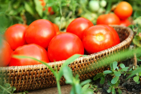 Wiklina miska z dojrzałe pomidory w ogrodzie — Zdjęcie stockowe