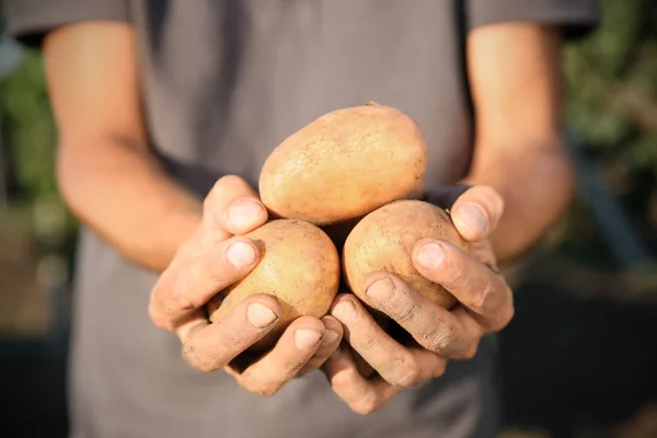 Male farmer holding potatoes — Stock Photo, Image