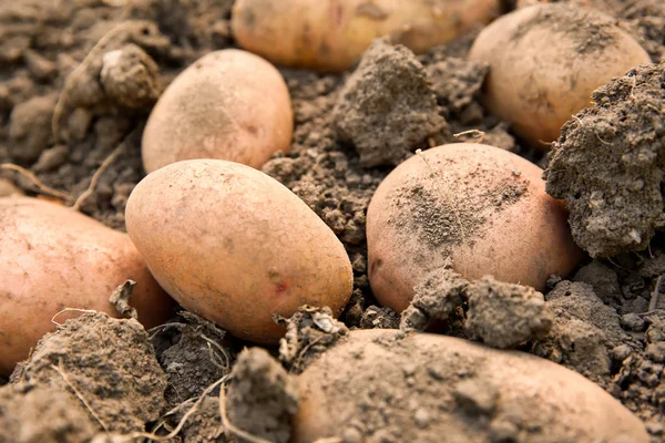 地面に熟したジャガイモ — ストック写真