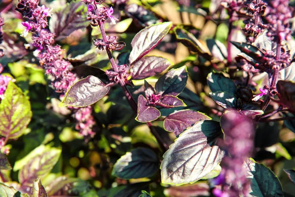 Bush of purple basil in garden — Stock Photo, Image