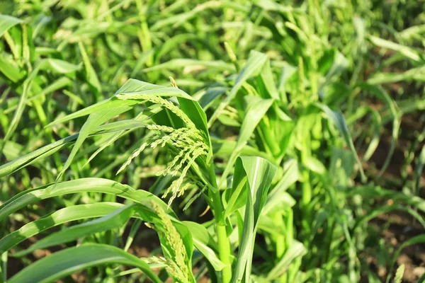 Mais wächst im Garten — Stockfoto