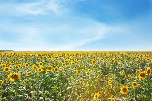 güzel ayçiçeği alan