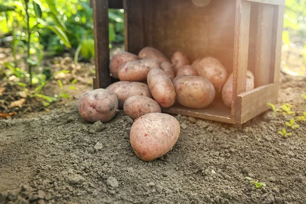 Перевернута коробка з стиглою картоплею — стокове фото