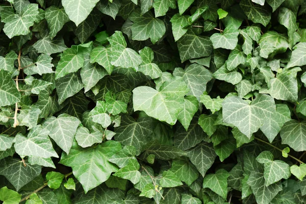 yeşil yapraklar, kapatın