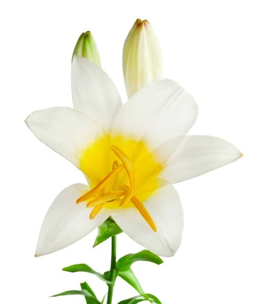 Beautiful white lily — Stock Photo, Image