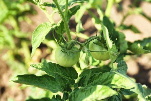 Tomato in garden on sunny day — Stock Photo, Image