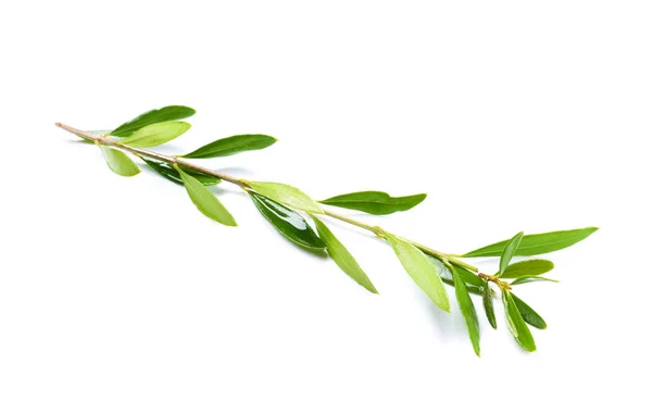 Olive branch, elszigetelt fehér — Stock Fotó