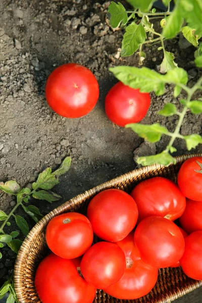 Wicker bowl with ripe tomatoes — Stock Photo, Image