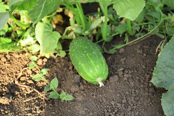 Cucumber growing in garden — Stock Photo, Image