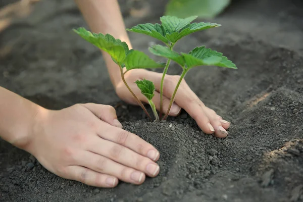 Jovem mulher plantando morango — Fotografia de Stock