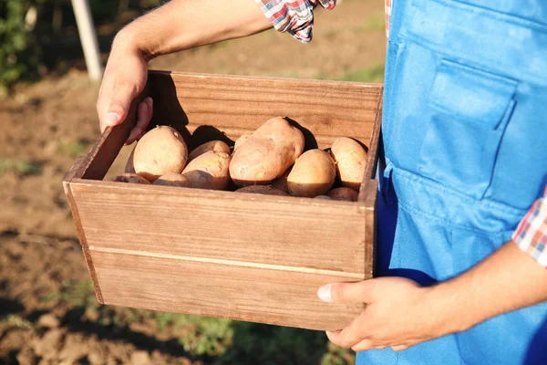 Bauer hält Holzkiste mit Kartoffeln — Stockfoto