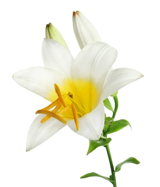 Красиві білі лілії — стокове фото