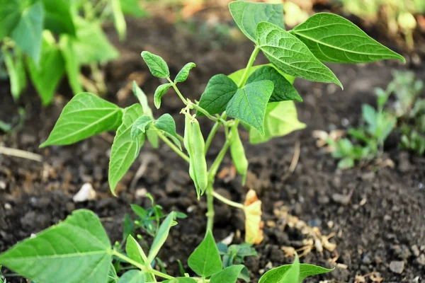 Green bean groeien in tuin — Stockfoto