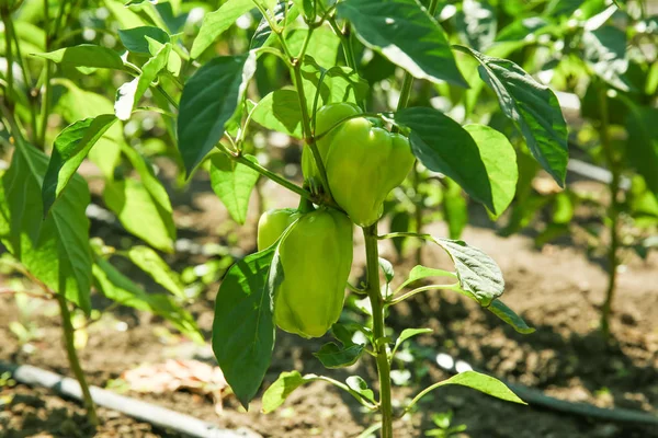 Pepper on green bush — Stock Photo, Image