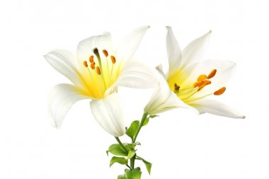 İki güzel çiçek lilyum beyaz izole