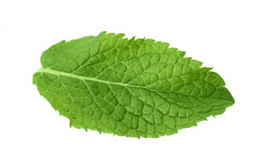 Taze nane üzerinde beyaz izole