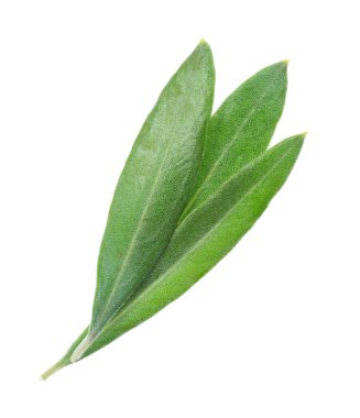 Zeytin yaprağı, üzerinde beyaz izole