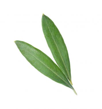 Zeytin yaprağı, üzerinde beyaz izole