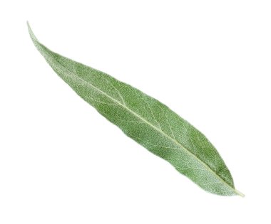 Zeytin yaprağı, üzerinde beyaz izole