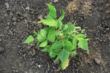 Bahçede büyüyen yeşil fasulye