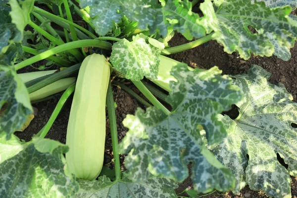 Squash no jardim no dia ensolarado — Fotografia de Stock