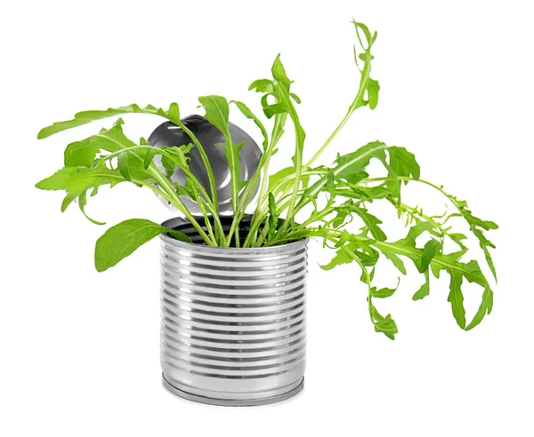 Young green plants in tin can isolated on white. Recycling garbage concept — Stock Photo, Image
