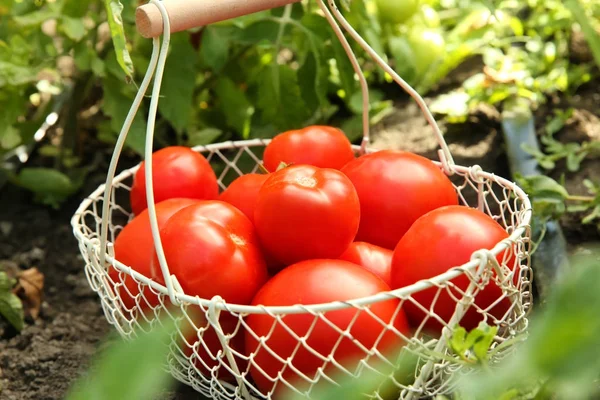 Basket with ripe tomatoes in garden — Stock Photo, Image