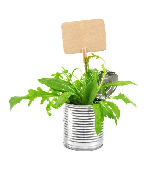 Young green plants with nameplate in tin can isolated on white. Recycling garbage concept — Stock Photo, Image