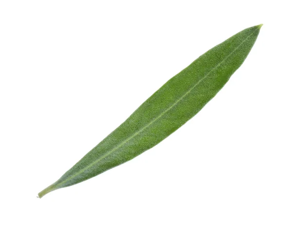 Green olive leaf — Stock Photo, Image