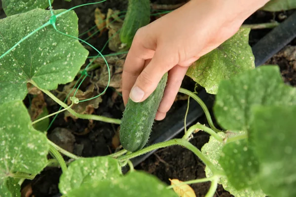 Mulher pegando pepino no jardim — Fotografia de Stock